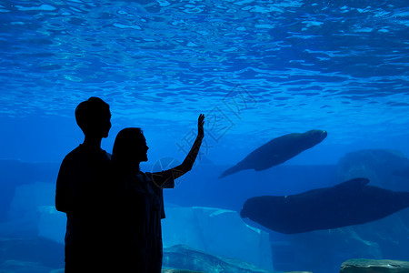 鲸鱼与情侣插画情侣观光海洋馆剪影背景