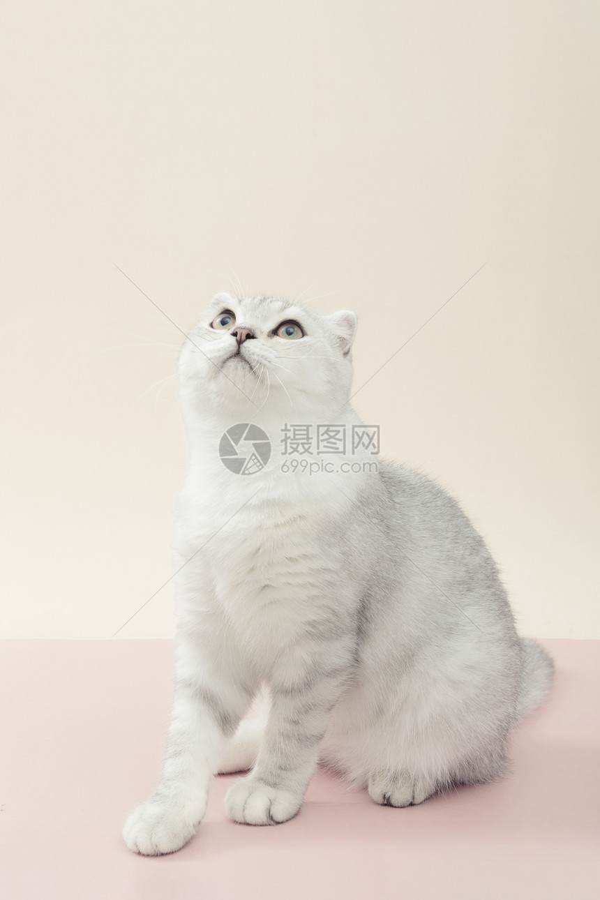 小清新猫咪可爱宠物银渐层短毛猫图片
