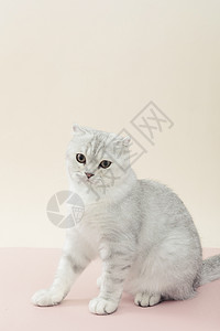 小清新猫咪可爱宠物银渐层短毛猫背景图片