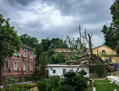 吹倒台风刮倒的大树背景