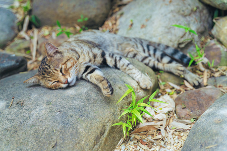 石头上的猫夏天在石头上睡觉的小猫咪背景