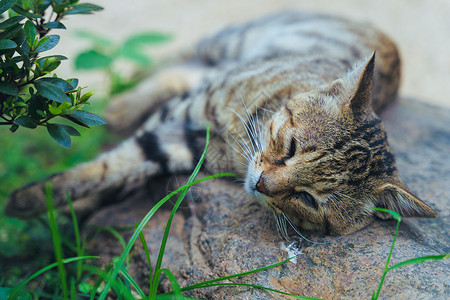 草石夏天在石头上睡觉的小猫咪背景