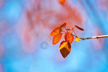 秋天的树叶深秋红叶高清图片