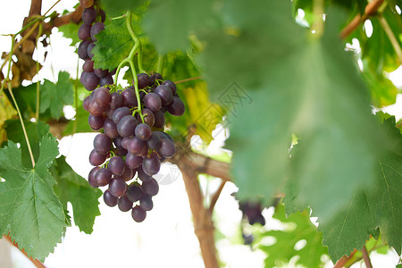 果园里葡萄藤上的葡萄高清图片