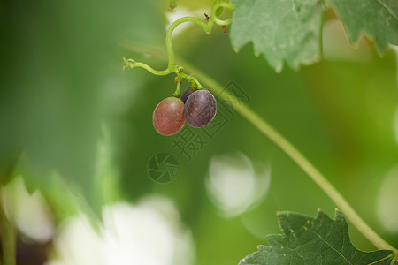 新疆马奶无籽葡萄果园里葡萄藤上的葡萄背景