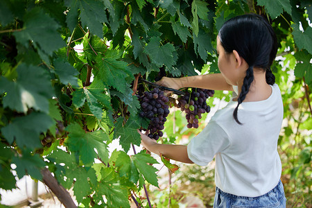 小女孩在果园采摘葡萄背影高清图片