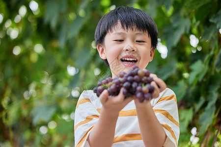 可爱葡萄水果小男孩在果园采摘葡萄背景