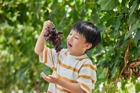 可爱葡萄水果小男孩在葡萄园采摘背景