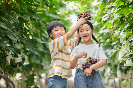 可爱葡萄水果小朋友在葡萄园开心玩耍背景