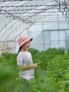 蔬菜大棚里采摘青椒的小朋友图片