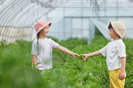 儿童在蔬菜大棚采摘青椒图片