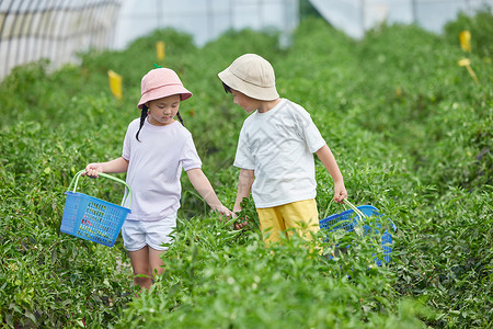 儿童在蔬菜大棚采摘青椒高清图片