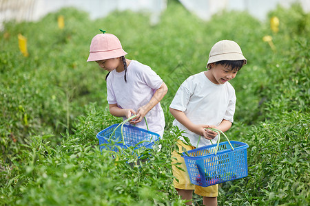 暑假收获儿童在蔬菜大棚采摘青椒背景