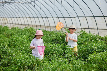 大青椒线稿蔬菜大棚里采摘青椒的小朋友背景