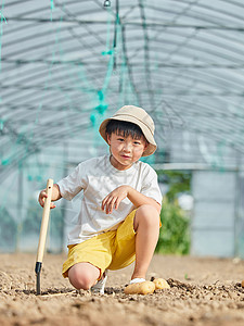 小朋友在蔬菜大棚挖土豆图片