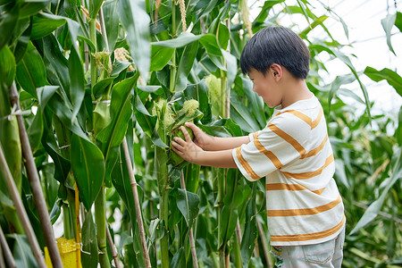 大棚里的蔬菜在蔬菜玉米大棚里玩耍的小男孩背景