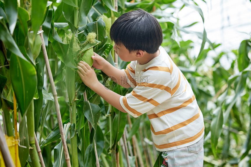 在蔬菜玉米大棚里玩耍的小男孩图片