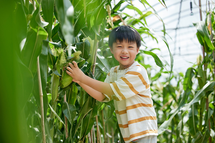 在蔬菜玉米大棚里玩耍的小男孩图片