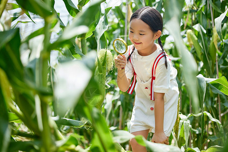 在蔬菜大棚观察玉米的小女孩高清图片