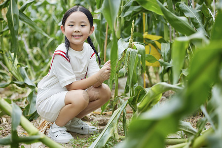 在蔬菜大棚观察玉米的小女孩高清图片