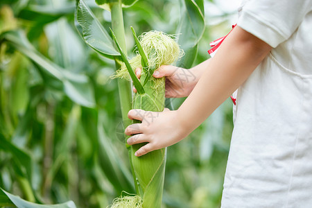 体验农业儿童采摘玉米手部特写背景