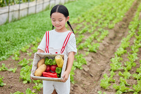 大棚里的蔬菜在蔬菜大棚里抱着蔬菜的小女孩背景
