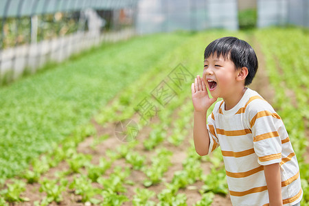 在蔬菜大棚里玩耍嬉闹的小男孩呐喊图片