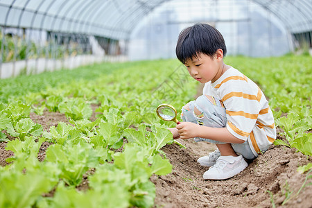 小男孩使用放大镜研究蔬菜高清图片