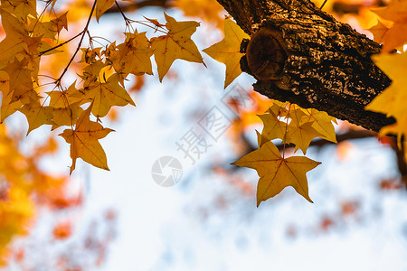 深秋的红叶红叶黄色热气球高清图片