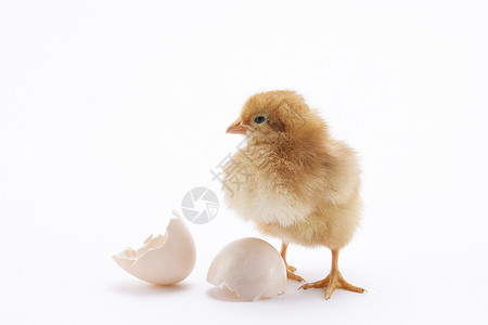 土鸡蛋和刚孵化出的小鸡背景图片