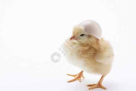 小鸡出壳土鸡蛋和刚孵化出的小鸡背景
