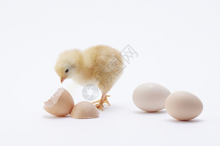 土鸡蛋和刚孵化出的小鸡高清图片