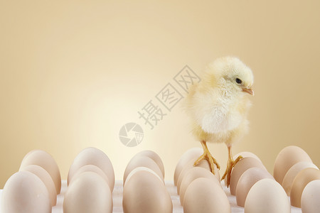 刚出生的小鸡站在鸡蛋上背景图片