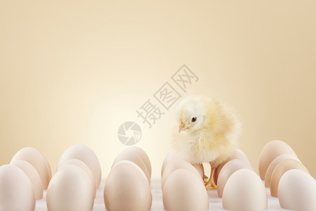 小鸡破壳刚出生的小鸡站在鸡蛋上背景