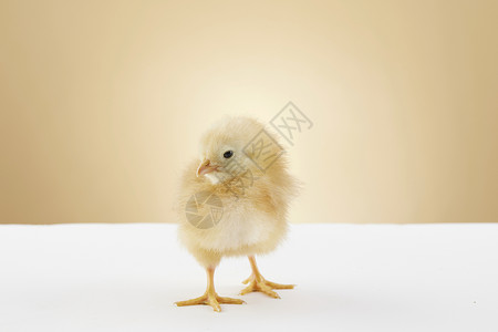 米黄色背景下的新生小鸡背景图片