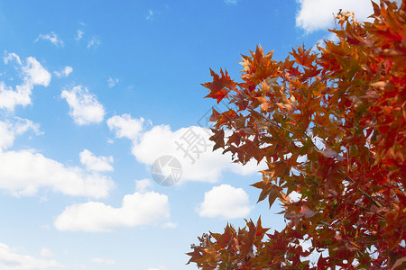 秋季北京北京香山公园枫叶背景