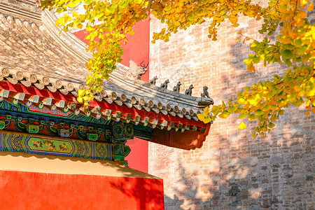 秋季枫叶标题栏北京香山公园枫叶背景