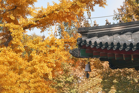 香山字体北京香山公园枫叶背景