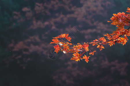 北京香山公园枫叶背景图片