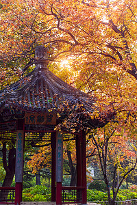 北京香山公园枫叶背景图片