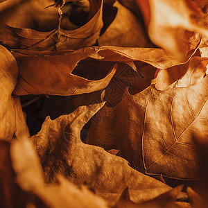 秋天浪漫唯美的落叶图片