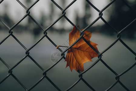 秋天浪漫唯美的落叶背景图片