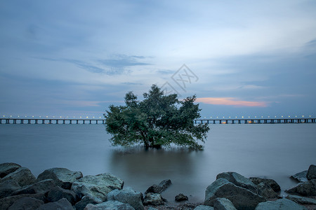 大海有树素材深圳宝安西湾红树林公园背景