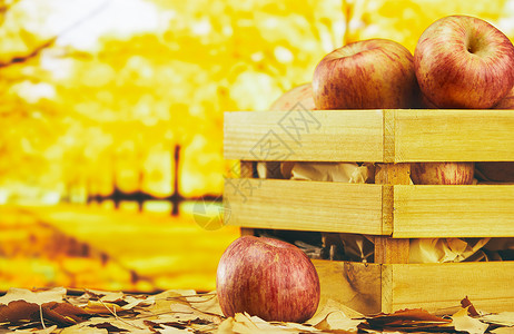 阳光下的秋树秋天氛围下筐里的苹果背景