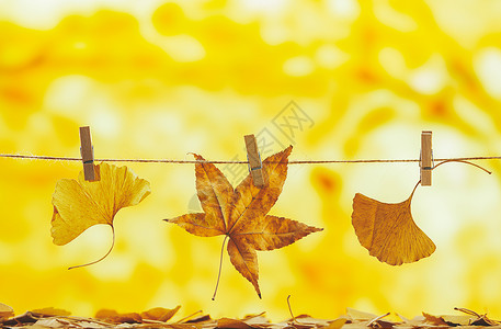 秋天氛围下的落叶背景图片