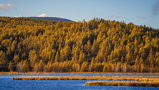 阿尔山国家森林公园背景图片
