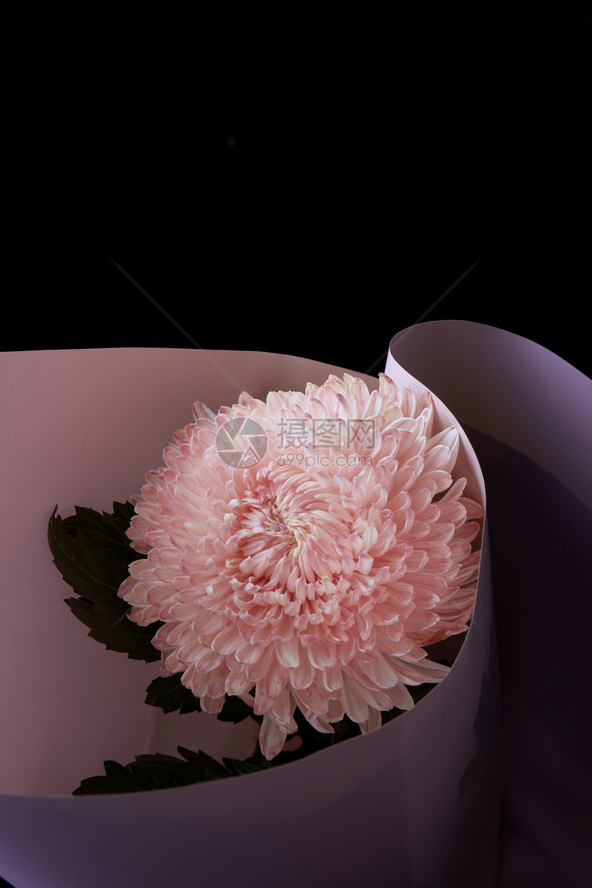 黑背景里的粉色菊花图片