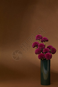 古典菊花图片