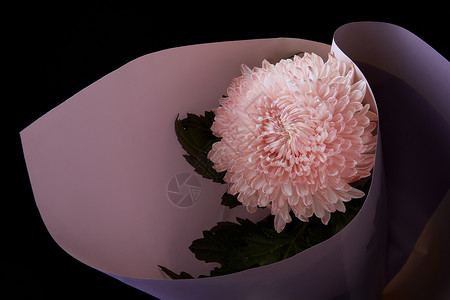 黑背景里的粉色菊花背景图片