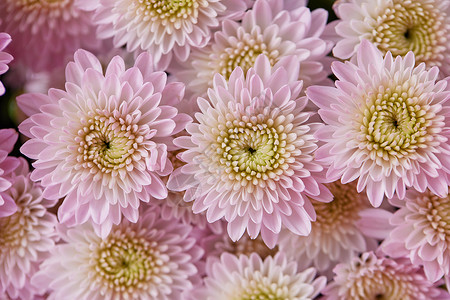 十大名花彩色背景里的菊花背景